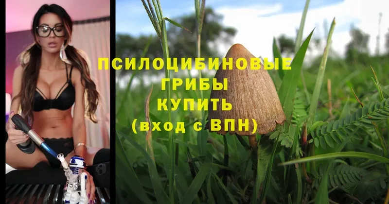 Галлюциногенные грибы Magic Shrooms Каменка